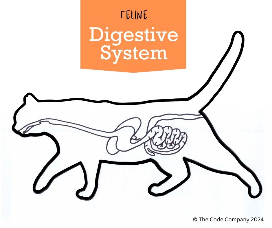 Digestive cat hotsell